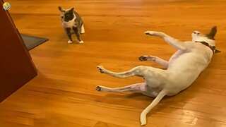 NEW FUNNY CATS and DOGS 🐱🐶 Funniest Animals Videos 2024