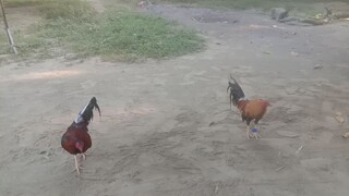 my 2 brodcocks