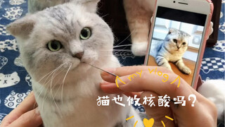 Tôi vẫn không hiểu là tôi nuôi mèo hay mèo cho phép tôi bước vào cuộc đời nó?