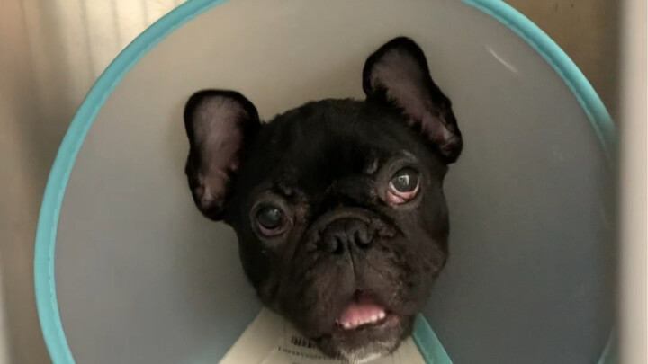 小狗患有严重的第三眼睑脱出，我们“美丽”的刘院长给他包埋了进去