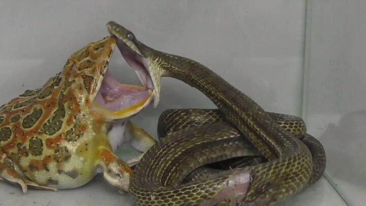 Horned Frog VS Snake