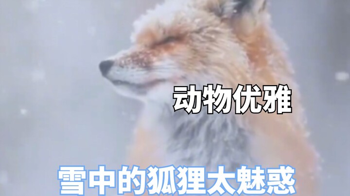Bị vẻ thanh tao của muông thú chinh phục, chú cáo giữa tuyết thật quyến rũ.