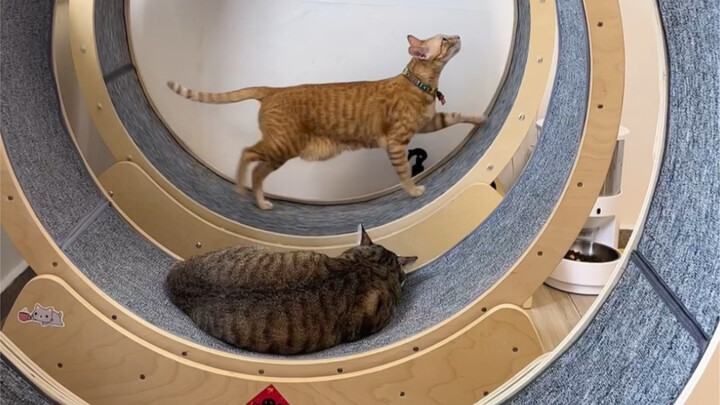 Intinya, bagi yang ingin memasang treadmill untuk kucing, harap berhati-hati~
