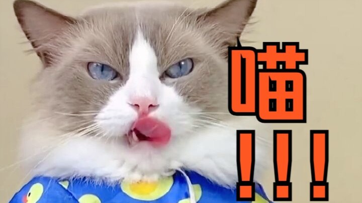 Kumpulan Video Pelepas Stres dengan Jutaan Penayangan di YouTube