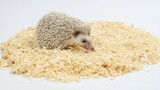 Cute hedgehog eats food \ Shutterstock footages of hedgehog for free