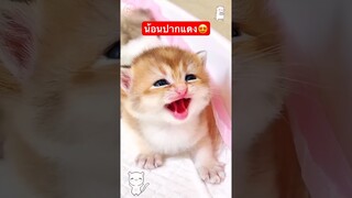 น้อนปากแดง😻🥰😍 #ทาสแมว #คลิปแมวตลก #cutecat #คลิปสัตว์เลี้ยงน่ารัก #คลิปแมวน่ารัก #คลิปแมว #ขำๆ