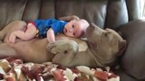 Hunde beschützen Kinder Baby und bewacht es das ist so lieb die verstehen sich einfach