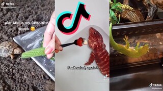 Reptile Side of Tiktok - Compilation #6