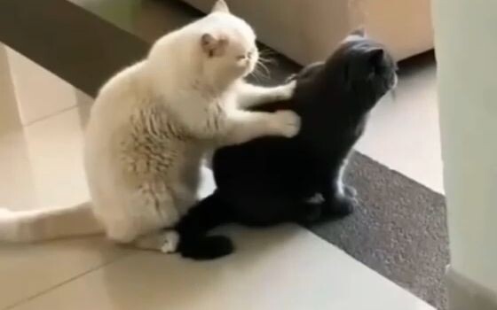 The romance between these little cats—doesn’t it make everyone jealous?