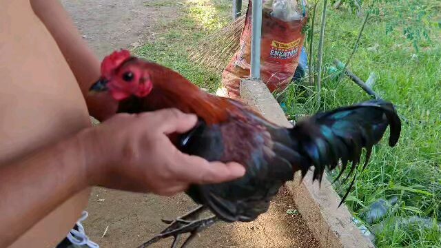 FOR SALE LOCAL BANDED (WPC & LGBA)