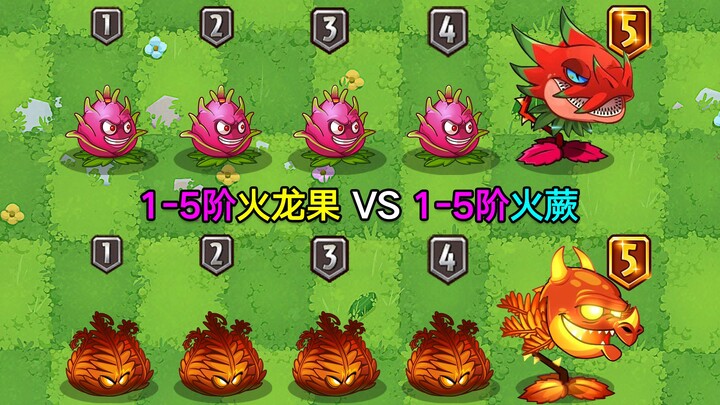 Buah Naga Tingkat 1–5 vs Pakis Api Tingkat 1–5! Dewa Api Kartu Biru dengan berani menantang Raja Noi