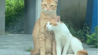 Are all cats with girlfriends so arrogant?