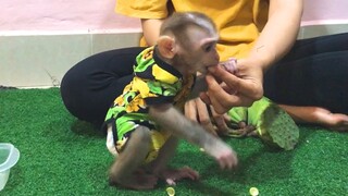 Mom feed Mino monkey lotus fruit