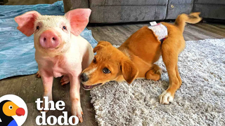 ลูกสุนัขเปราะบางต้องการเพื่อนที่มีขนาดเหมาะสมที่จะเล่นด้วย The Dodo Odd Couples