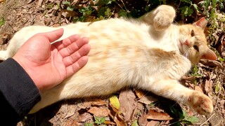 A beige cat lies on its back, belly up, being gently stroked.