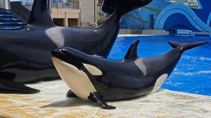 Super-cute orca father-and-son with a huge size difference