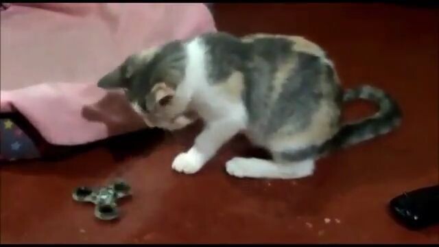 GATITA JUEGA CON SPINER