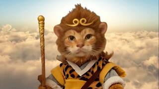 🐱 What kind of sigh could possibly match this journey filled with ups and downs?