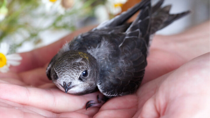 Yến Bắc Kinh: Loài “chim điên” cả đời không bao giờ đậu xuống đất