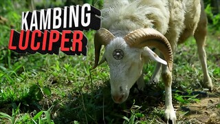 Azab Membeli Kambing Luciper !