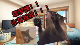 【猫meme】关于我算到了朋友被人陷害了这件事
