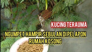 Alhamdulillah Setelah Hampir 1 bulan Kucing Ini Akhirnya Turun | Mau Tinggal Di Rumah Tapi Takut