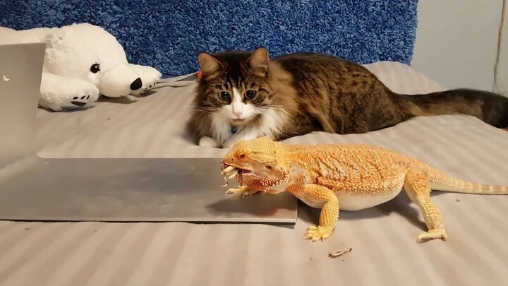 เคยเห็นแมวป้อนอาหารให้กิ้งก่าไหม? ภาพน่ารักสุดๆ เลย~