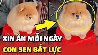 BẤT LỰC với chú chó ngày nào cũng qua tiệm Cơm Gà để XIN ĂN 😂 | Yêu Lu