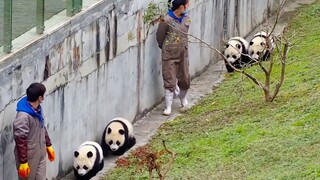 Tim Jalan-jalan Terkuat! Setidaknya Dua Panda di Belakang Tiap Orang