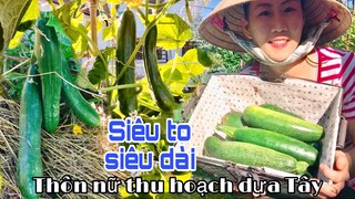 Thôn nữ thu hoạch dưa leo, bí ngòi siêu to siêu dài ở Pháp | Cuộc Sống Pháp | Cathy Gerardo