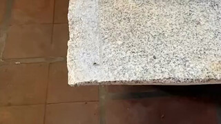 Ikan: Terima kasih kepada temanku atas permainannya.