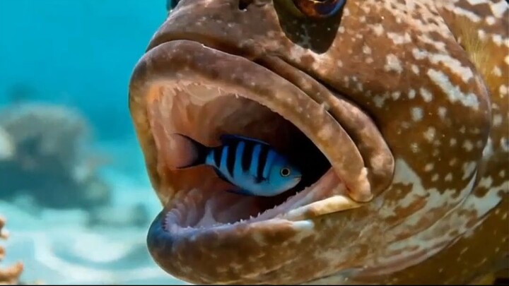 Por que predadores deixam esse peixe entrar em suas bocas? 🦈😱