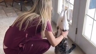 Siapa yang bisa menolak kucing yang selalu membuka pelukannya dan ingin dipeluk?