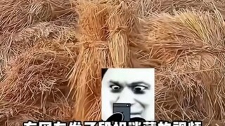 有趣的灵魂万里挑一