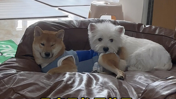 Just got Dog Lao Si.