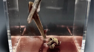 ถ้าตัดปลิงเป็นสองส่วนตามแนวตั้ง จะกลายเป็นสองชีวิตใหม่ได้หรือไม่? ปลิง: พิสูจน์ด้วยชีวิต!