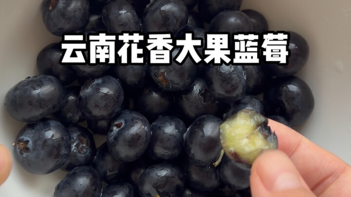 Ulasan realistis beri biru wangi bunga dari Yunnan karya penggemar!