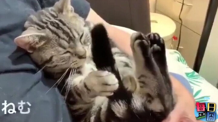 [Daily Awkward Moment] Don’t try to make sense of a little cat’s behavior—maybe it’s got “cat diseas