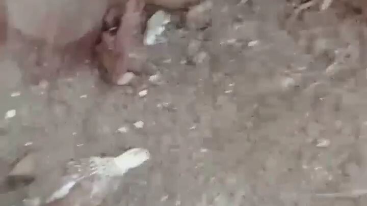 patingin sa mga 1month old mga boss