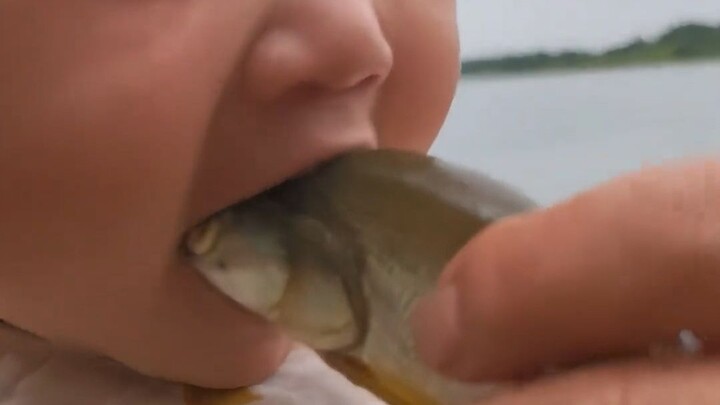 [Homo Sapiens TV] Catching a few small fish to introduce meat to my 6-month-old baby