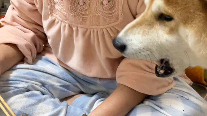 Đâu phải chỉ là chuyện “thương cháu hơn con” trong truyền thuyết đâu, lúc đi mách bà ngoại thì giọng