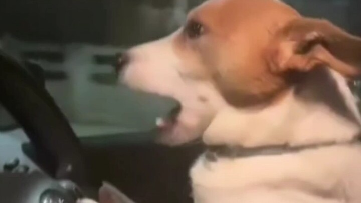 โย่ พี่ชาย เมื่อกี้พี่หลับไปนะ เรากำลังบนทางไปร้านฟาสต์ฟู้ดอยู่เลย