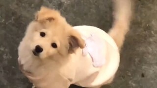 Pada saat telinganya berdiri, telinga anak anjing benar-benar bekerja keras