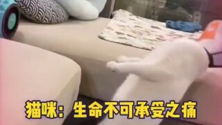 A cat that just got spayed wants to jump on the sofa: