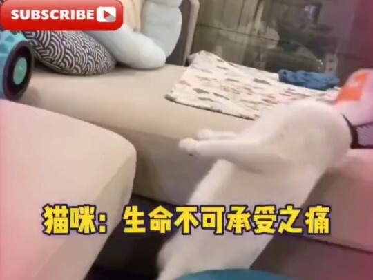 A cat that just got spayed wants to jump on the sofa: