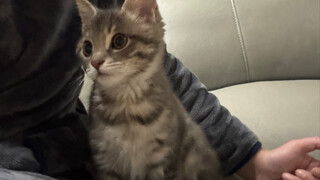 Meskipun dia kucing lokal, tapi dia adalah yang paling lucu sedunia. Menurut saya tidak ada jenis ku