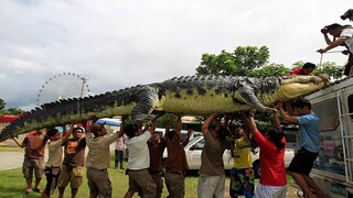 Sempat Memakan 200 Manusia Dalam Setahun, Inilah 7 Buaya Terbesar Di Dunia Yang Berhasil Ditemukan.