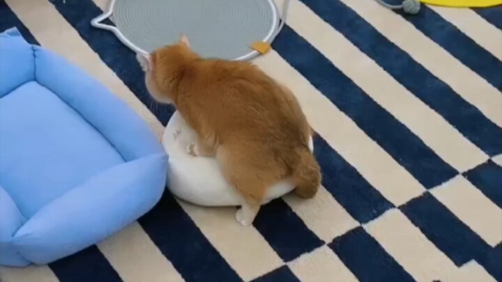 แมวน้อยนักเวทย์ที่บ่นพึมพำอย่างหัวเสียหลังถูกขัดจังหวะขณะร่ายคาถา