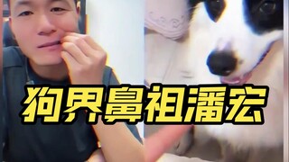 Cikal bakal dunia anjing, Pan Hong, sangat suka bermain dengan anjing!