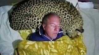 وسادة النمر